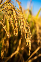 Wall Mural - Golden yellow rice ear of rice growing in autumn paddy field