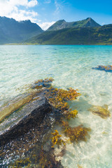 Wall Mural - beautiful sand beach on the lofoten islands in Norway