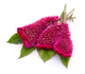 Canvas Print - Beautiful bush of amaranth.