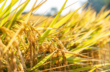 Golden yellow rice ear of rice growing in autumn paddy field