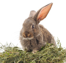Brown Rabbit On Hay.