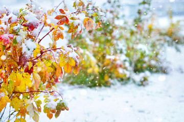 Poster - Autumn background. Shrub with red and yellow leaves covered by snow.