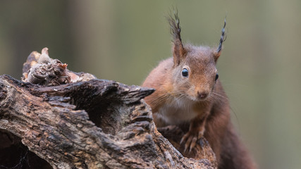 Wall Mural - Eurasian red squirrel