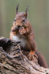 Wall Mural - Eurasian red squirrel