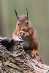 Wall Mural - Eurasian red squirrel