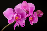 Fototapeta Storczyk - Flower arrangement of orchids.