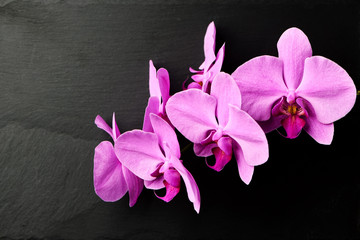 Wall Mural - Flower arrangement of orchids.