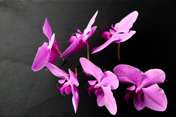 Poster - Flower arrangement of orchids.