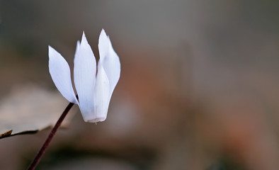 Cretan Cyclamen - Cyclamen creticum, Crete