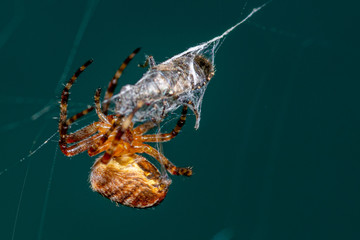 spiders dinner