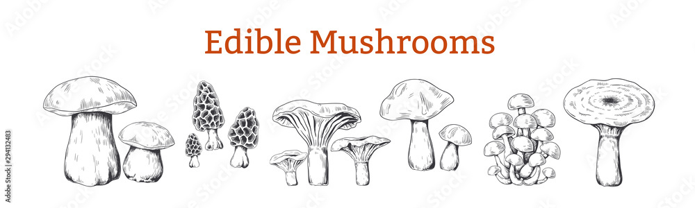 Mushrooms. Hand drawn vintage illustration with organic food mushrooms, vegetarian sketch. Vector collection isolated various raw forest boletus for kitchen or black engraving on white background - obrazy, fototapety, plakaty 