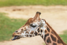 Side View Of The Rothschild Giraffe Sticking Tongue Out. 