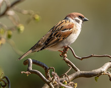 Sparrow On A Branch