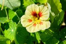 Close Up Of Delicate Yellow Nasturtium Flowers With Green Leaves. Floral Background