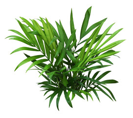 Wall Mural - Green leaves of chameadorea palm