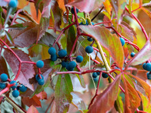 Colorful And Bright Red Wildflower Leaves With Blue Berries