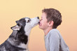 Bi-eyed siberian husky dog licking brunette boy kissing his surprised with lazy-eyes on the orange background