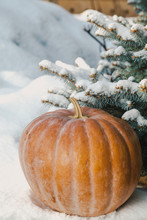 Ripe Pumpkin Lies On Snow On Winter Day Under Tree