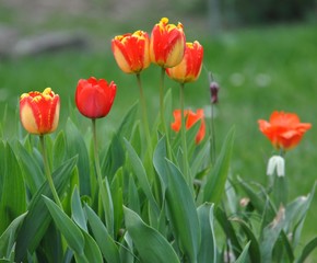 Poster - Tulpen im Garten