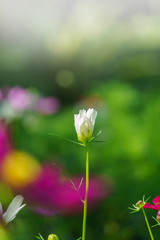 Wall Mural - close up cosmos flower in garden of green background