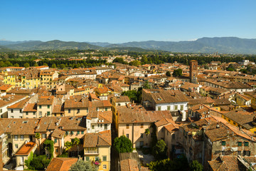 Wall Mural - High angle cityscape of the historic centre of the medieval town of Lucca from the Guinigi Tower in a sunny summer day, Tuscany, Italy