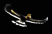 Great Hornbill Flying Isolated On Black.