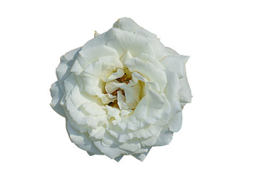 Wall Mural - white rose flower isolated on white background