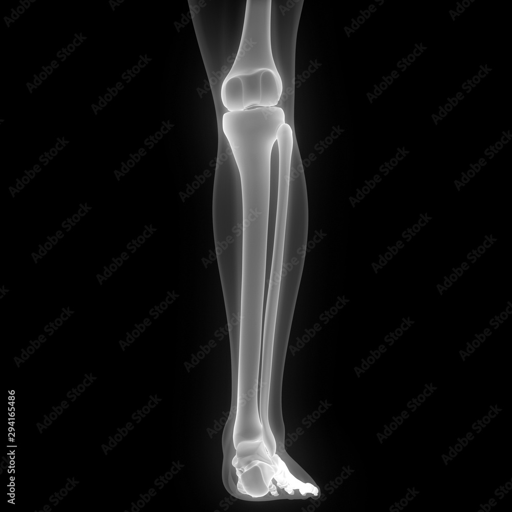 Posterior View of Human Skeleton Tibia and Fibula Anatomy X-ray 3D ...
