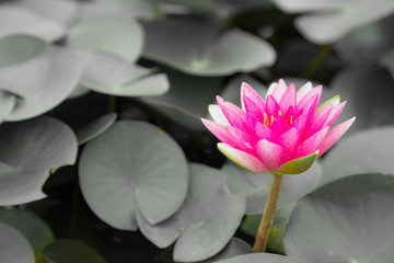 Wall Mural - pink lotus flower blooming on gray leaf