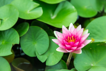 Wall Mural - pink lotus flower blooming