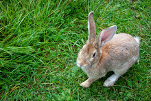 A Light Brown Rabbit Eats Grass. A Rabbit Is Sitting On The Green Grass. Rabbit Among The Grass On A Summer Day.