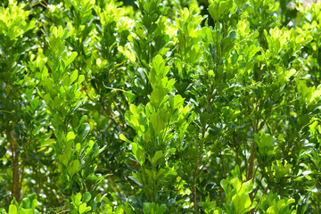 Wall Mural - background of green leaves