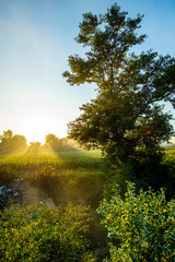 Wall Mural - Landscape in the summer near the river