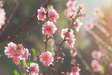 Soft Pastel Style With Pink Cherry Blossom Flower In Warm Light