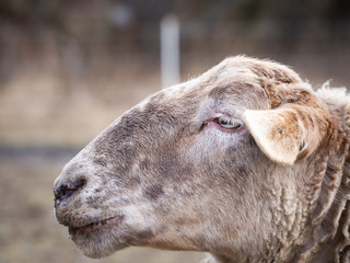 Detail of a sheep on pasture in cold winter time