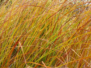 Wall Mural - Abstract orange yellow floral background. Аutumn landscape. Autumn rural scene. Abstract red plants pattern background. Grass on the meadows. Close-up. Autumn rural scene.