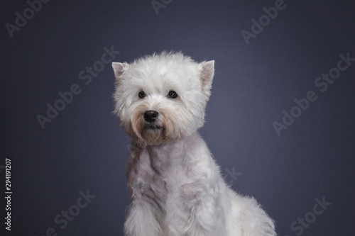 grey westie dog