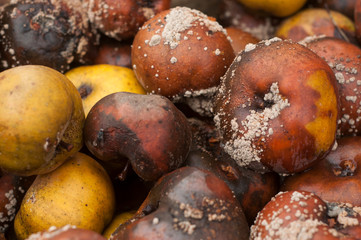 Closeup of rotten apple texture