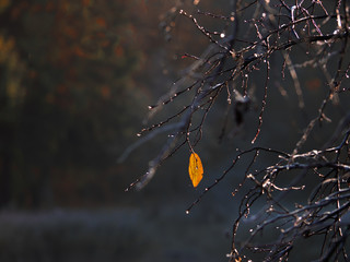 One yellow leaf on an autumn branch. The natural background.