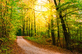 Fototapeta Sypialnia - Golden fall forest, dirt road with sun shine through trees 