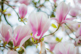 Fototapeta Kwiaty - Magnolia