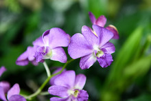 Purple Orchid Flowers Macro