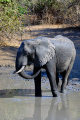 Elephant in Mana Pools National Park, Zimbabwe