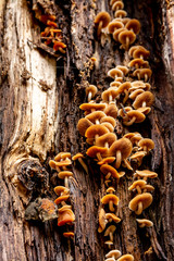 Mushrooms growing inside a tree