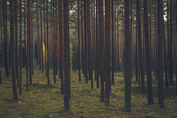 Autumn forest trees with moss and evening sun. Nature green wood sunlight in background. Vintage style.