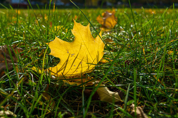 Wall Mural - fallen yellow autumn maple leaf