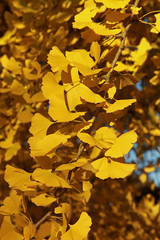 Poster - Gingko biloba en automne