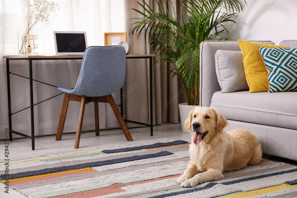 Modern living room interior. Cute Golden Labrador Retriever near couch - obrazy, fototapety, plakaty 