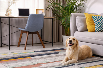 Poster - Modern living room interior. Cute Golden Labrador Retriever near couch