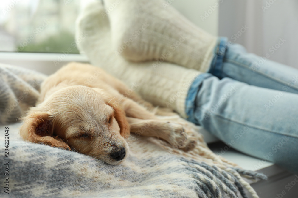 Cute English Cocker Spaniel puppy sleeping on blanket near owner indoors - obrazy, fototapety, plakaty 